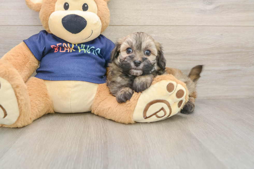 Adorable Havadoodle Poodle Mix Puppy