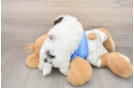 Energetic Havadoodle Poodle Mix Puppy