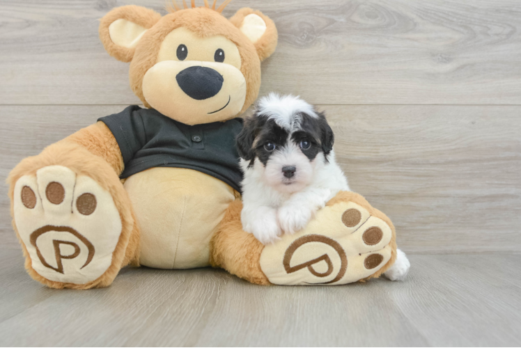 Energetic Havadoodle Poodle Mix Puppy