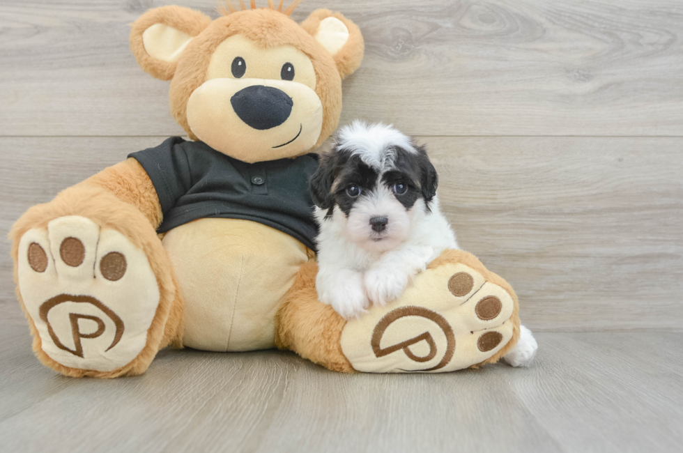5 week old Havapoo Puppy For Sale - Windy City Pups