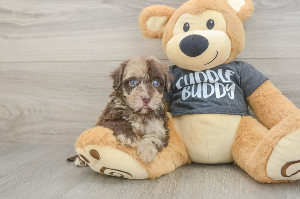 5 week old Havapoo Puppy For Sale - Windy City Pups