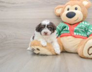 6 week old Havapoo Puppy For Sale - Windy City Pups