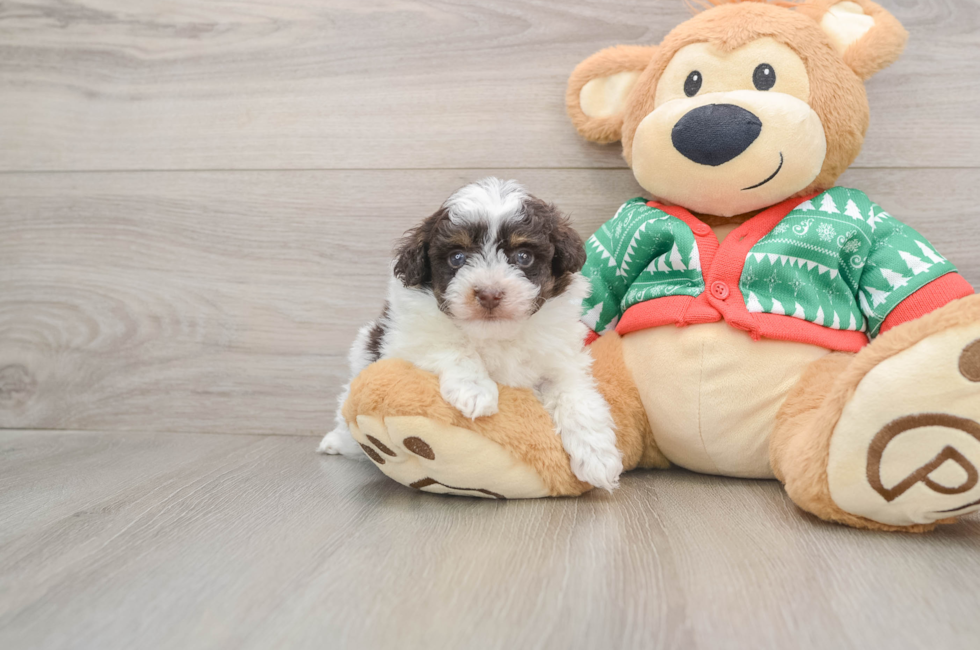 5 week old Havapoo Puppy For Sale - Windy City Pups