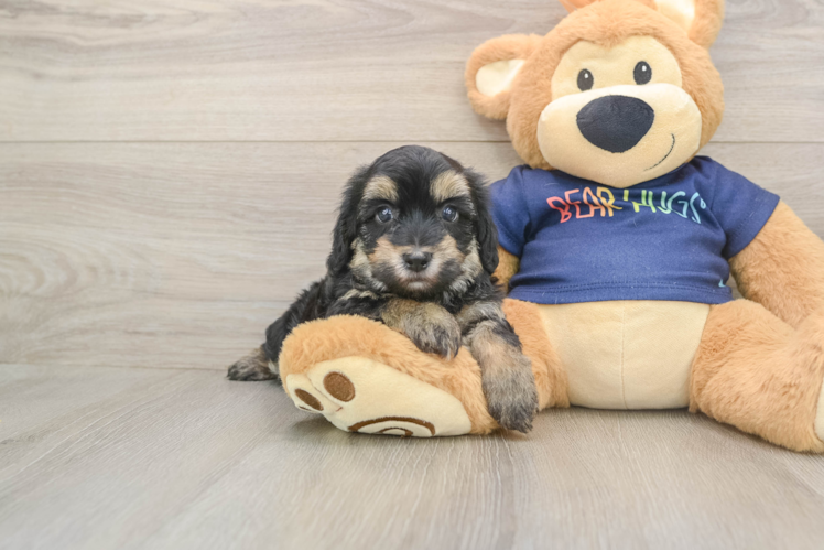 Adorable Havadoodle Poodle Mix Puppy