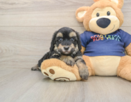 8 week old Havapoo Puppy For Sale - Windy City Pups