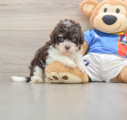 6 week old Havapoo Puppy For Sale - Windy City Pups