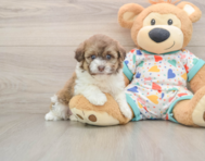 5 week old Havapoo Puppy For Sale - Windy City Pups