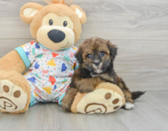 8 week old Havapoo Puppy For Sale - Windy City Pups