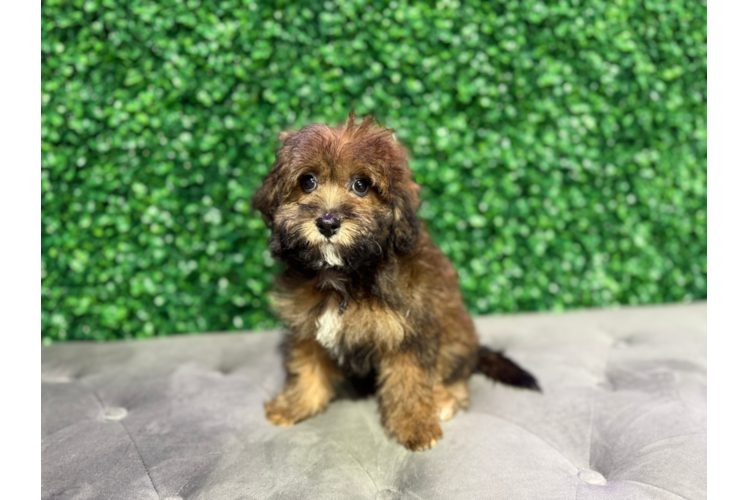 Cute Havapoo Poodle Mix Pup