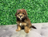 10 week old Havapoo Puppy For Sale - Windy City Pups