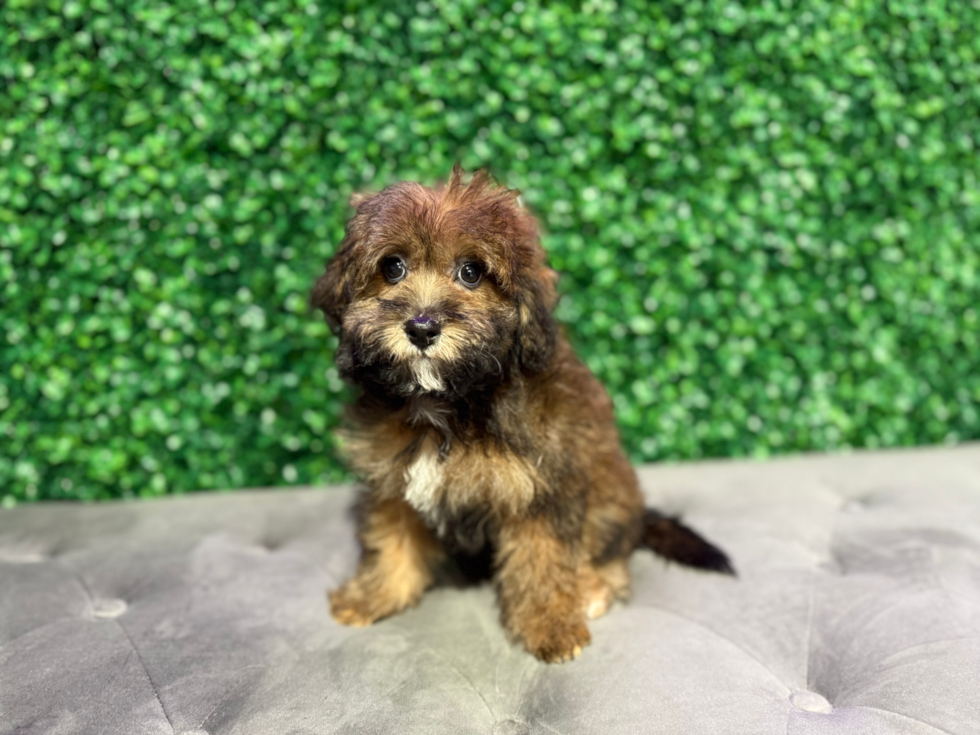 Cute Havapoo Poodle Mix Pup