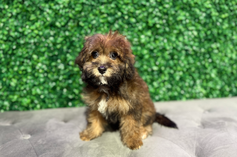 10 week old Havapoo Puppy For Sale - Windy City Pups