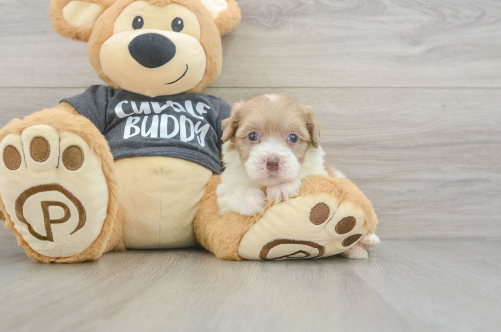 5 week old Havapoo Puppy For Sale - Windy City Pups
