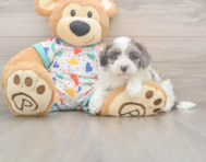 7 week old Havapoo Puppy For Sale - Windy City Pups