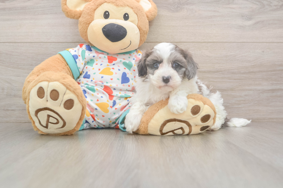 6 week old Havapoo Puppy For Sale - Windy City Pups
