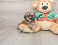 6 week old Havapoo Puppy For Sale - Windy City Pups