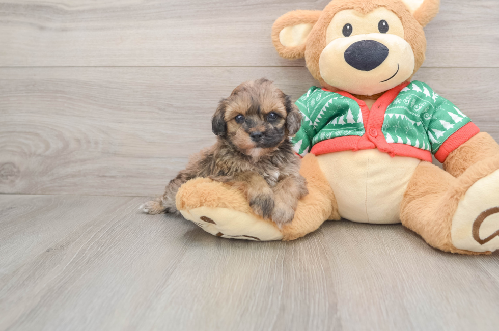 5 week old Havapoo Puppy For Sale - Windy City Pups