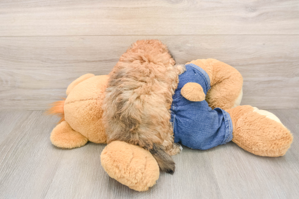 Havapoo Puppy for Adoption