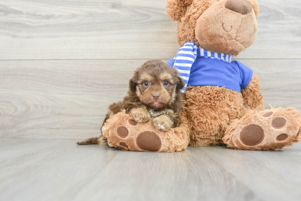 Funny Havapoo Poodle Mix Pup