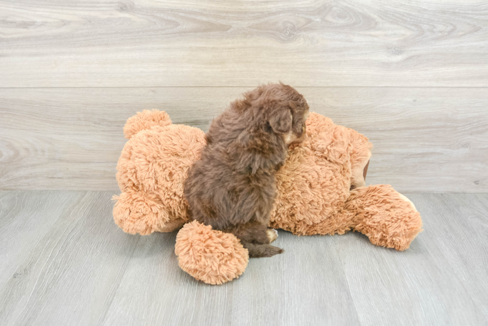 Fluffy Havapoo Poodle Mix Pup