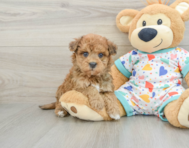 8 week old Havapoo Puppy For Sale - Windy City Pups