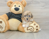 6 week old Havapoo Puppy For Sale - Windy City Pups