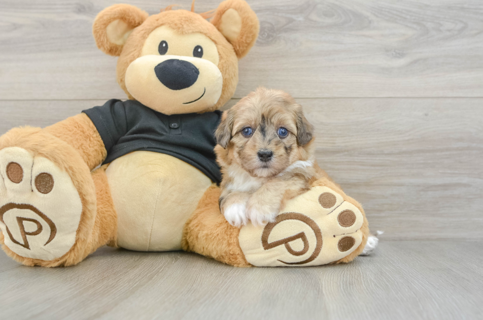 5 week old Havapoo Puppy For Sale - Windy City Pups