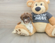8 week old Havapoo Puppy For Sale - Windy City Pups