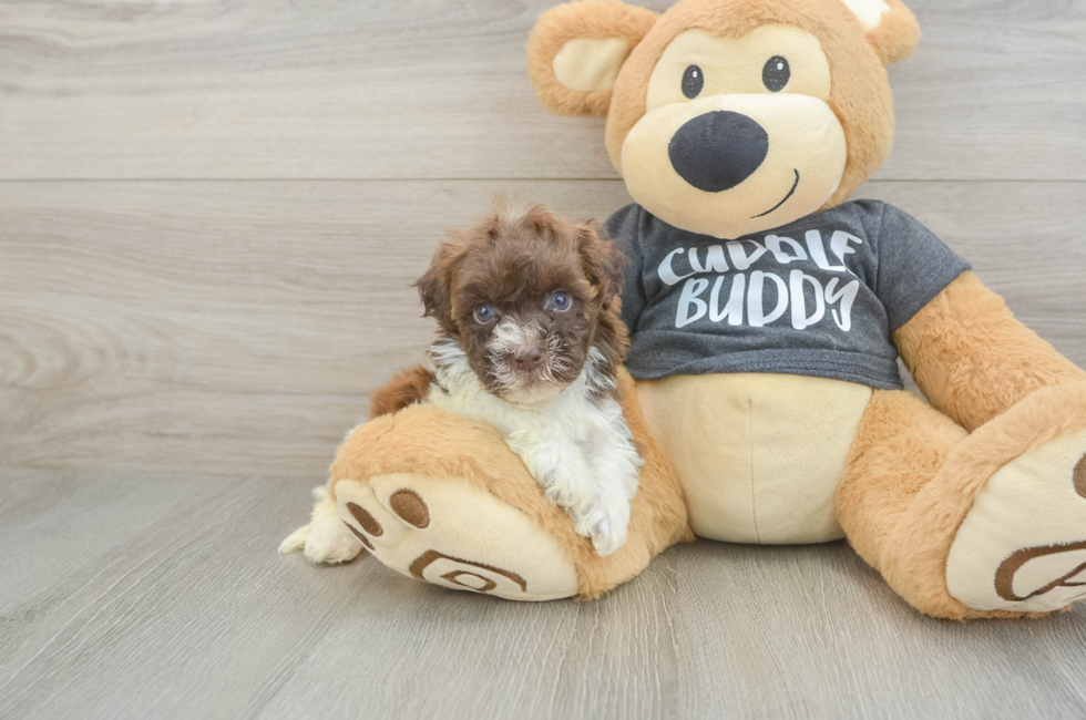 5 week old Havapoo Puppy For Sale - Windy City Pups