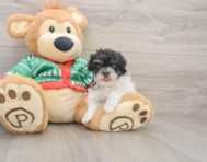 6 week old Havapoo Puppy For Sale - Windy City Pups