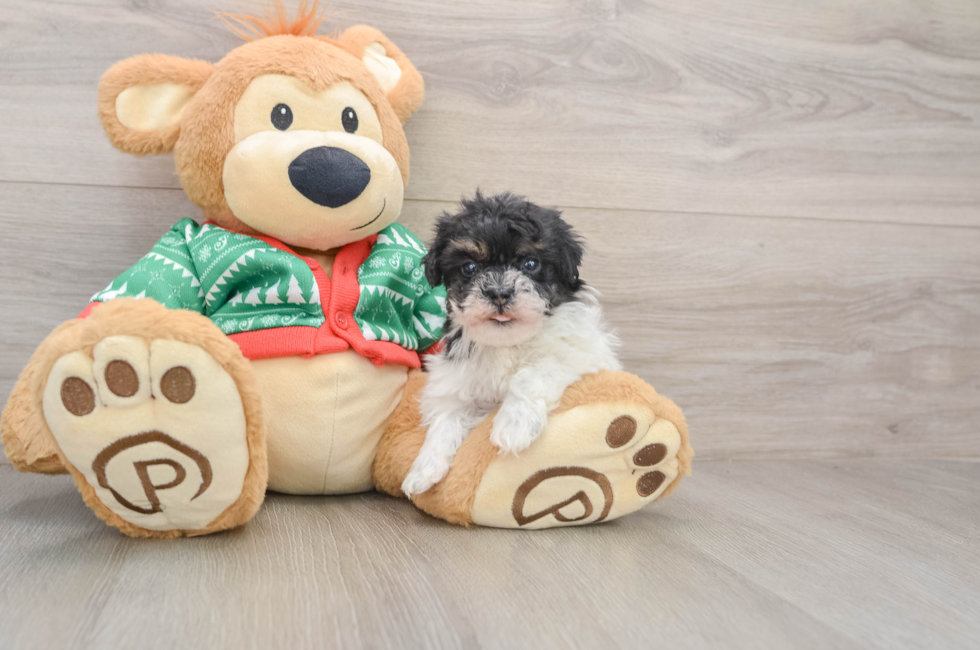 5 week old Havapoo Puppy For Sale - Windy City Pups