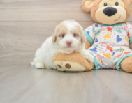 5 week old Havapoo Puppy For Sale - Windy City Pups
