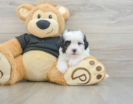 6 week old Havapoo Puppy For Sale - Windy City Pups