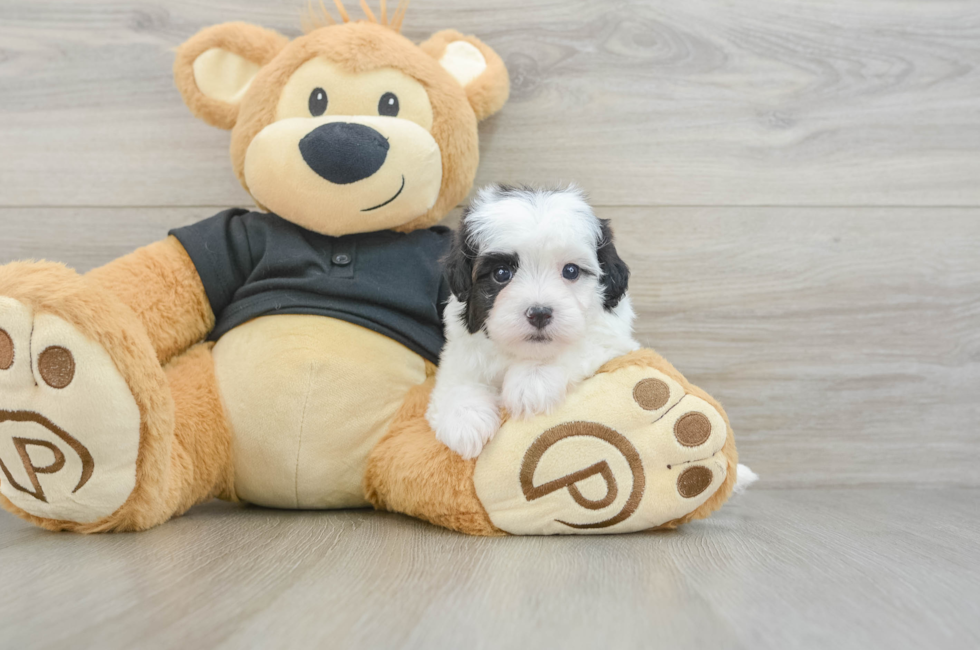 5 week old Havapoo Puppy For Sale - Windy City Pups