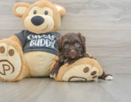 8 week old Havapoo Puppy For Sale - Windy City Pups