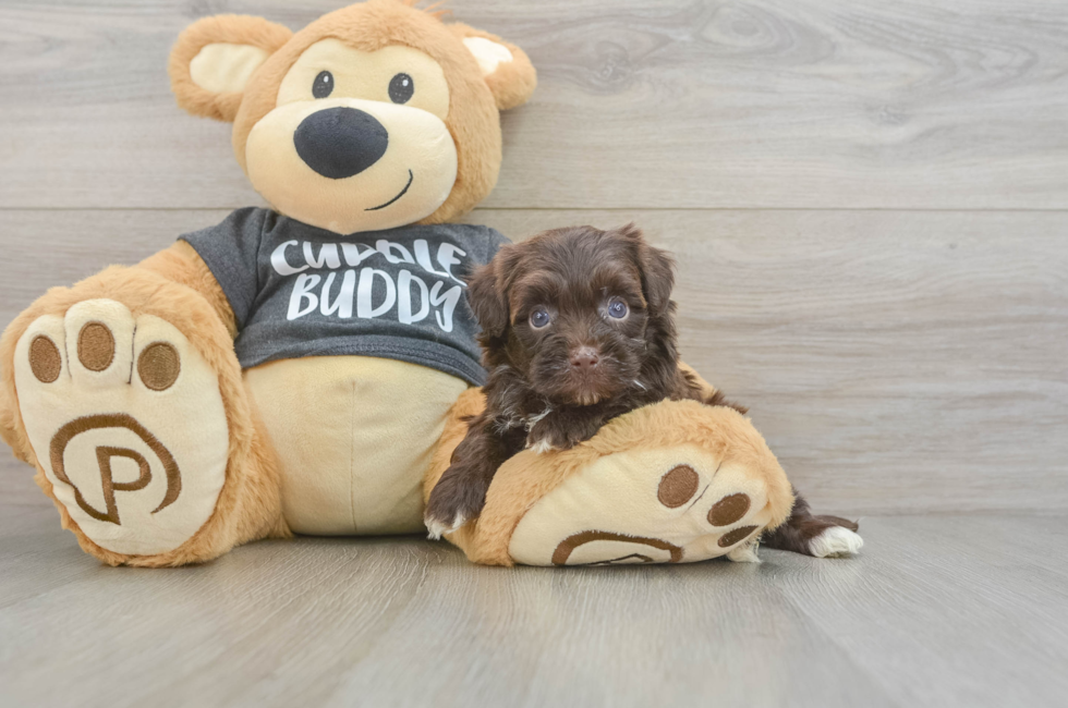 5 week old Havapoo Puppy For Sale - Windy City Pups