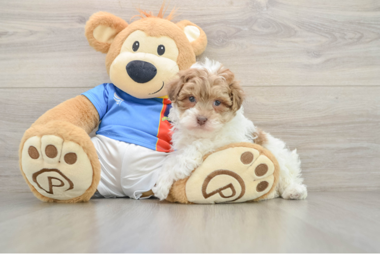 Small Havapoo Baby