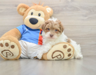 8 week old Havapoo Puppy For Sale - Windy City Pups