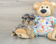 8 week old Havapoo Puppy For Sale - Windy City Pups
