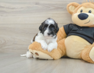 6 week old Havapoo Puppy For Sale - Windy City Pups