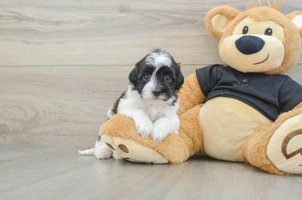 5 week old Havapoo Puppy For Sale - Windy City Pups