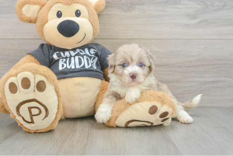 Havapoo Puppy for Adoption