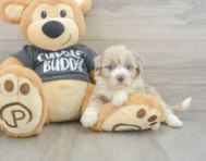 8 week old Havapoo Puppy For Sale - Windy City Pups