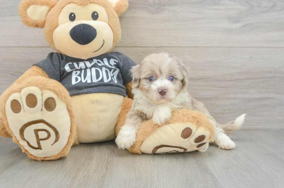 5 week old Havapoo Puppy For Sale - Windy City Pups
