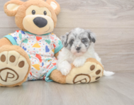 7 week old Havapoo Puppy For Sale - Windy City Pups