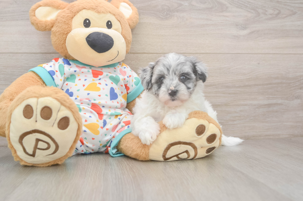 6 week old Havapoo Puppy For Sale - Windy City Pups