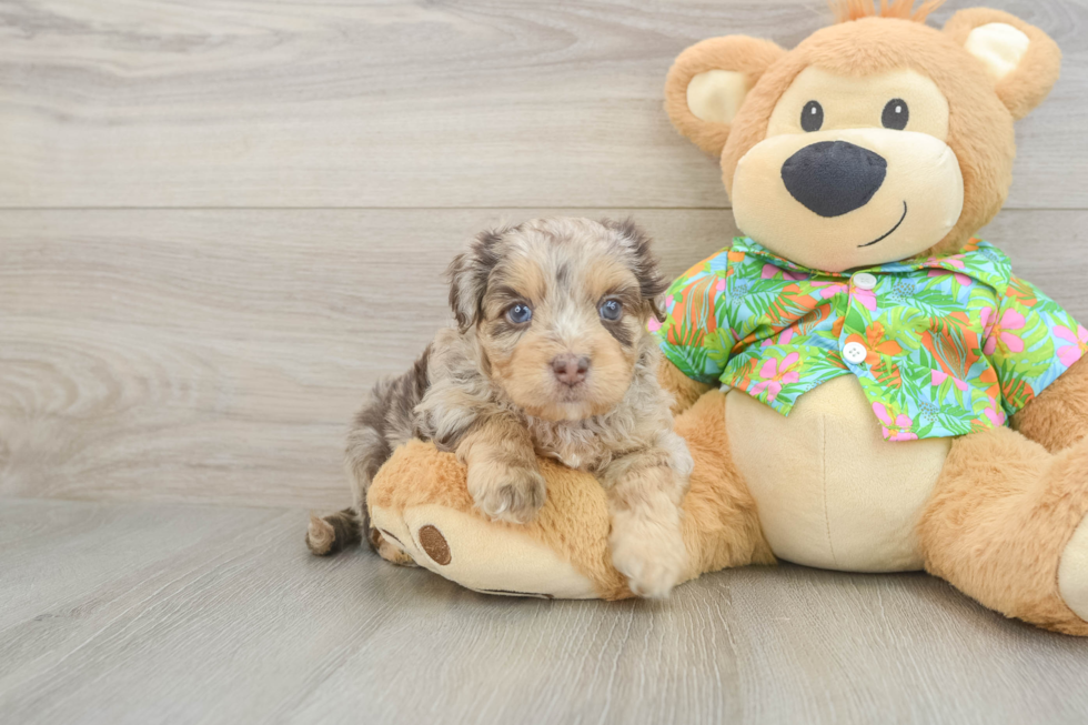 Popular Havapoo Poodle Mix Pup