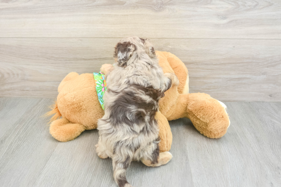 Funny Havapoo Poodle Mix Pup