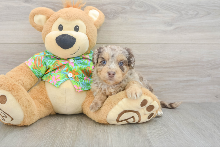 Havapoo Puppy for Adoption