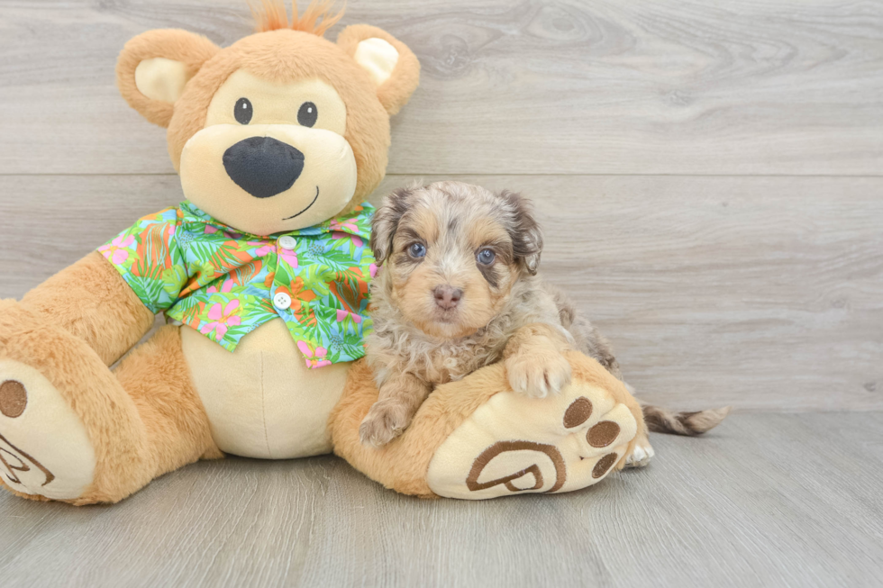 Havapoo Puppy for Adoption